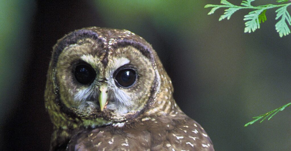 The survival of the Spotted Owl is threatened by habitat destruction caused by old-growth logging.